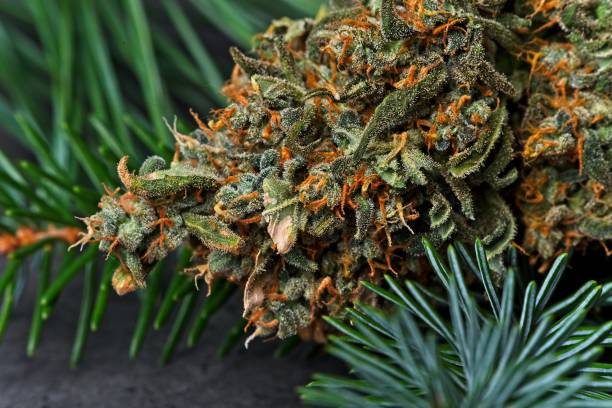 Cannabis bud with fir and pine needles stock photo
