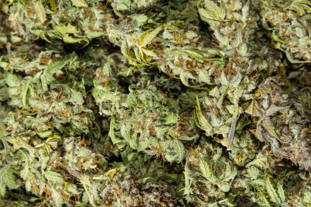 cannabis toppen achtergrond flatlay - marihuana gedroogde cannabis stockfoto's en -beelden