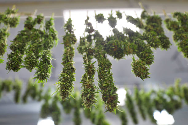 de cannabis toppen hangen en drogen - marihuana gedroogde cannabis stockfoto's en -beelden