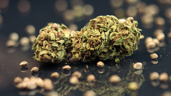 ✓ Imagen de Cogollos de cannabis sobre fondo negro Fotografía de Stock
