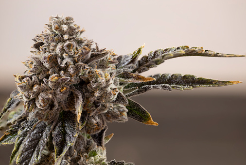 Cannabis Close Up Crystal Bud Orange Hairs Plant Trichomes Gooey