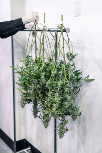 Cannabis Cultivator Hanging Marijuana Buds in Grow Room stock photo