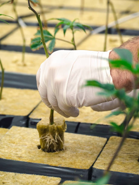 Cannabis Cultivator Transplanting Baby Marijuana Plant in Rockwool Cube stock photo