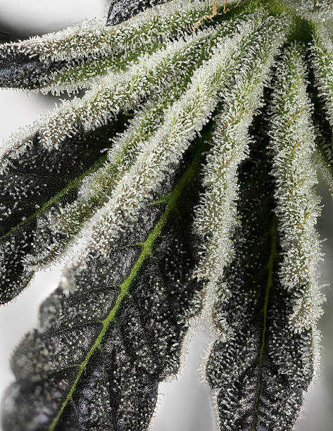 Cannabis Fan Leaf Covered in Trichomes (Cookies and Cream) Fan leaf from a live Cookies and Cream cultivar which is well-known for its large resin output. plant trichome stock pictures, royalty-free photos & images