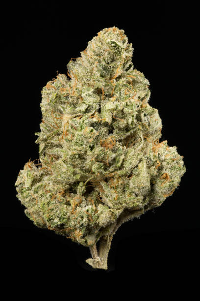 Cannabis Flower nugget stock photo