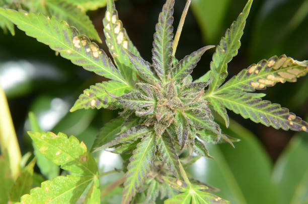 Cannabis flower stock photo