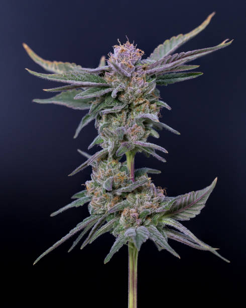 Cannabis Flower Portrait A mature female cannabis flower plant trichome stock pictures, royalty-free photos & images