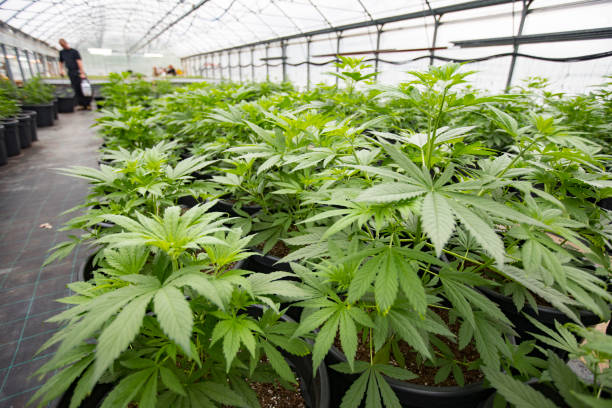 cannabis greenhouse farm met planten - kas bouwwerk stockfoto's en -beelden