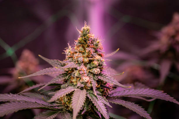 花の中の大麻 - marijuana ストックフォトと画像