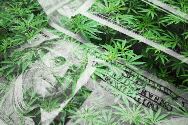 Cannabis Industry Profits With Marijuana Leaves With Hundreds High Quality stock photo