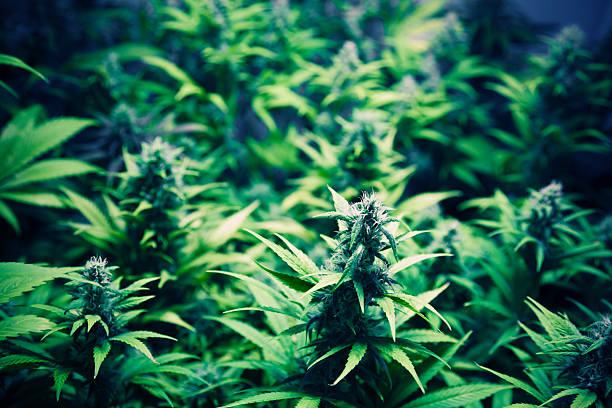 recreational weed dispensary colorado