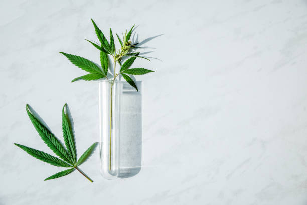 Cannabis leaf and bush in vitro. Cannabis cultivation concept for oil, medical purposes. stock photo