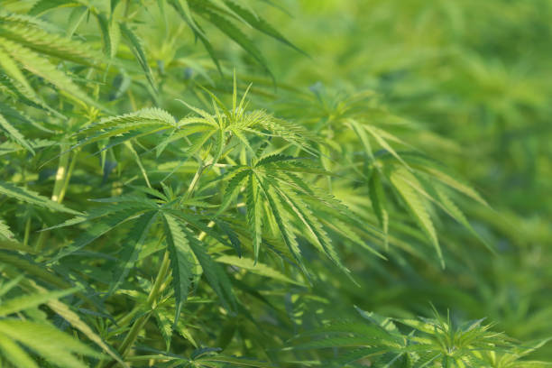 Cannabis leaf background stock photo