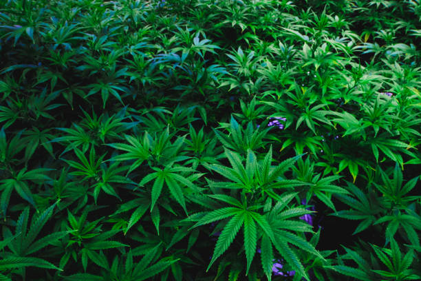 Cannabis leaf canopy stock photo