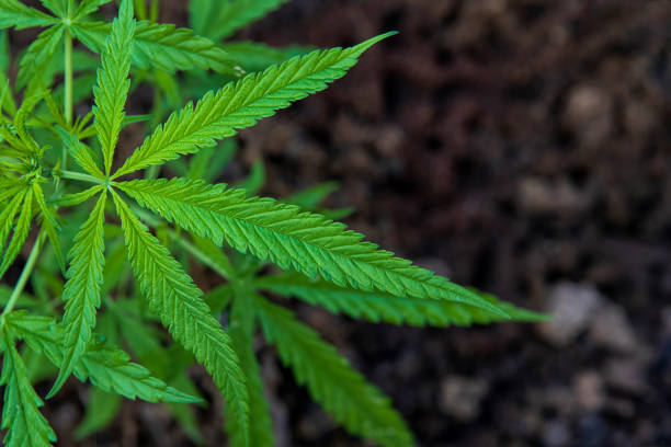 cannabis leaf stock photo
