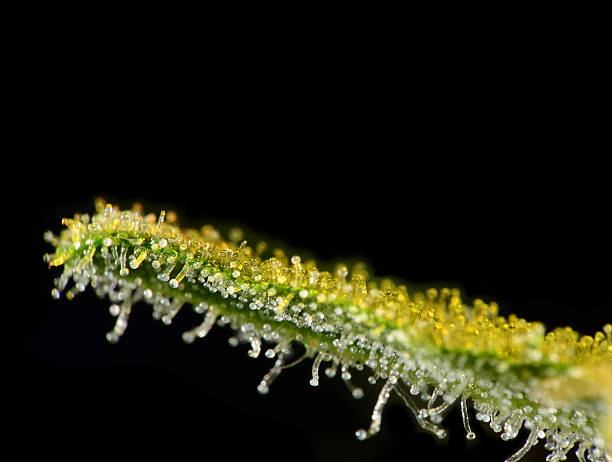 Cannabis leaf trichomes. stock photo