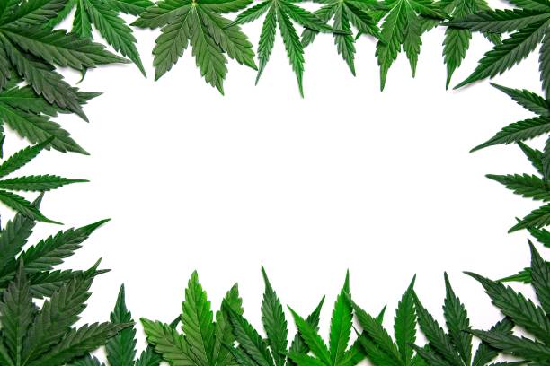 Cannabis leafs frame / border stock photo