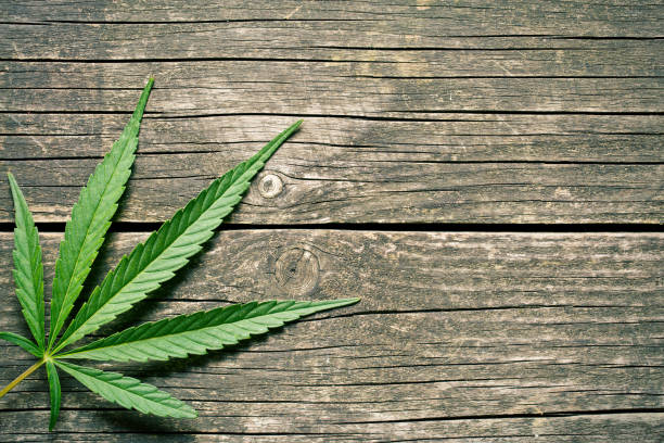 cannabis leaves cannabis leaf on old wooden table cannabis narcotic stock pictures, royalty-free photos & images