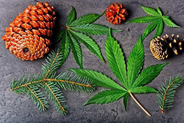 Cannabis leaves with fir needles and pine cones stock photo