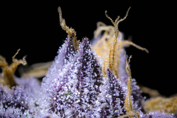 Cannabis Macro Trichome close up on this Sherbert strain. plant trichome stock pictures, royalty-free photos & images