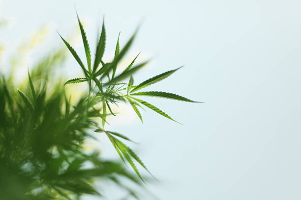 Cannabis Plant stock photo