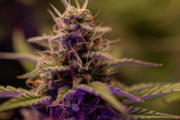 cannabis plant with trichomes, indoor grow, marijuana harvest, sativa and indica - marihuana gedroogde cannabis stockfoto's en -beelden