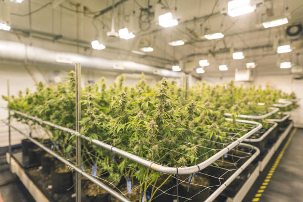 cannabisplanten groeien onder kunstlicht - kas bouwwerk stockfoto's en -beelden