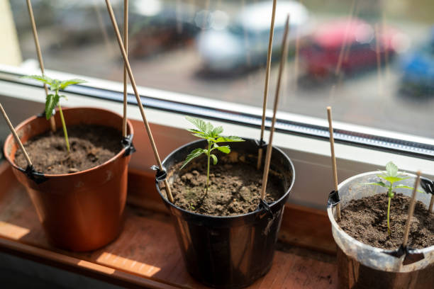 Cannabis Plants Home Grow Window stock photo