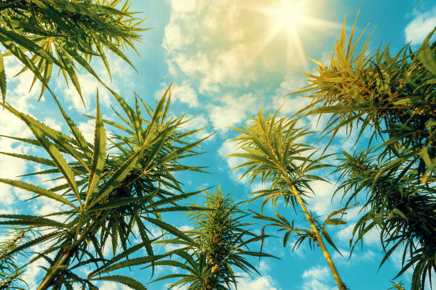 cannabisplanten op gebied met blauwe hemel en zon - hennep stockfoto's en -beelden