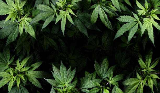 каннабис sativa листья на темноте - медицинская юридическая марихуана - cannabis стоковые фото и изображения