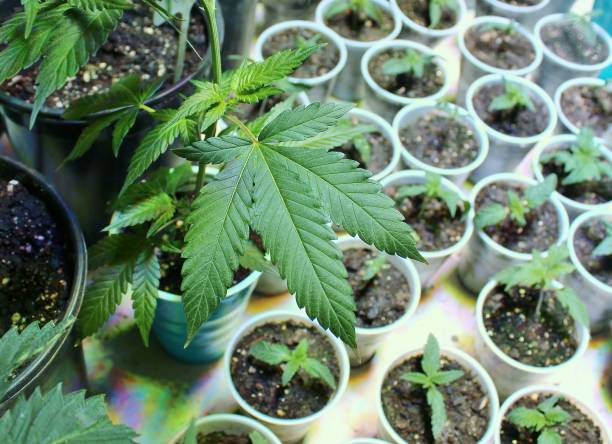 Cannabis seedlings horizontal stock photo