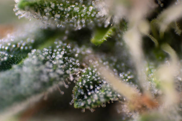 Cannabis trichomes Marijuana (cannabis) plants produce trichomes and their forms and states can be seen through the macro or microscope plant trichome stock pictures, royalty-free photos & images