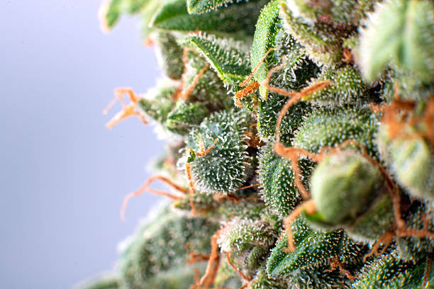 cannabis trichomes cannabis trichomes macro photo of plant marijuana bud health, cultivation of hybrid varieties of Indica and Sativa medical universities plant trichome stock pictures, royalty-free photos & images