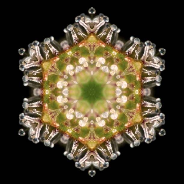 Cannabis trichomes snowflake hexagon stock photo