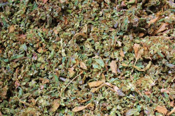 Cannabis 'trim' ready for processing stock photo
