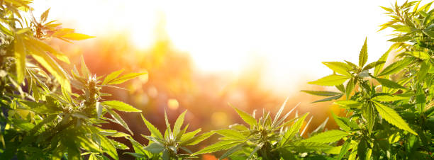 cannabis met bloemen bij zonsondergang-sativa medical legal marihuana - hennep stockfoto's en -beelden