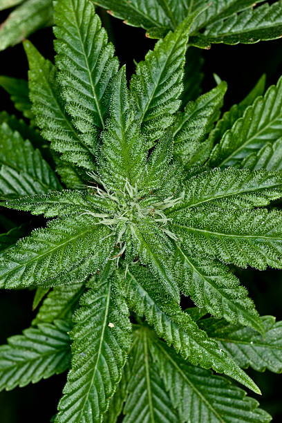 Cannibis Plant Leaf stock photo