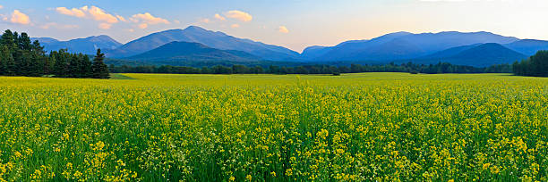 Canola Fields Adirondacks Panorama Panoramic view of Mt. Colden, Mt Jo and Wright Peak with a a huge field of yellow Canola FLowers in the foreground in the High Peaks region of the Adirondack Mountains of New York adirondack state park stock pictures, royalty-free photos & images
