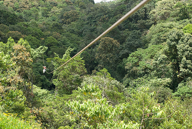 Canopy in Costa Rica forest stock photo