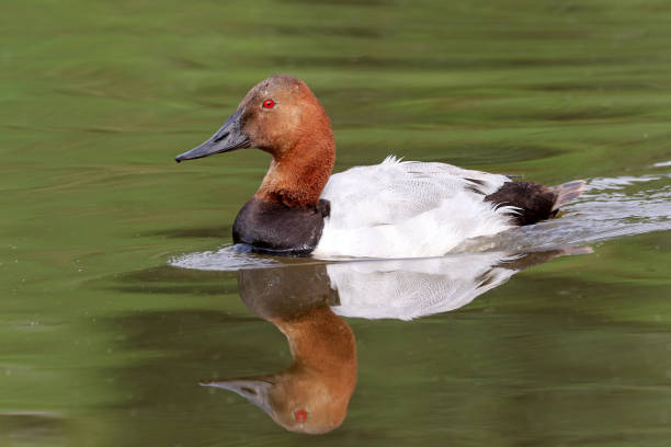 Canvasback Duck stock photo