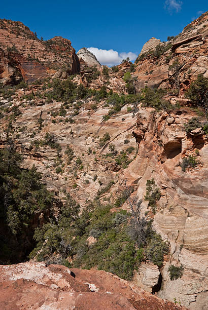 Canyon Overlook and Juniper Trees Zion Canyon is a unique and different experience than the Grand Canyon. At Zion, you are standing at the bottom looking up where at the Grand Canyon you are at the top looking down. Zion Canyon is mostly made up of sedimentary rocks, bits and pieces of older rocks that have been deposited in layers after much weathering and erosion. These rock layers tell stories of an ancient ecosystem very different from what Zion looks like today. About 110 – 200 million years ago Zion and the Colorado Plateau were near sea level and were close to the equator. Since then they have been uplifted and eroded to form the scenery we see today. Zion Canyon has had a 10,000-year history of human habitation. Most of this history was not recorded and has been interpreted by archeologists and anthropologist from clues left behind. Archeologists have identified sites and artifacts from the Archaic, Anasazi, Fremont and Southern Paiute cultures. Mormon pioneers settled in the area and began farming in the 1850s. Today, the descendants of both the Paiute and Mormons still live in the area. On November 19, 1919 Zion Canyon was established as a national park. Like a lot of public land, the Zion area benefited from infrastructure work done during the Great Depression of the 1930’s by government sponsored organizations like the Civil Works Administration (CWA) and the Civilian Conservation Corps (CCC). During their nine years at Zion the CWA and CCC built trails, parking areas, campgrounds, buildings, fought fires and reduced flooding of the Virgin River. This view of the red rocks of Zion Canyon was photographed from the Canyon Overlook Trail in Zion National Park near Springdale, Utah, USA. jeff goulden zion national park stock pictures, royalty-free photos & images