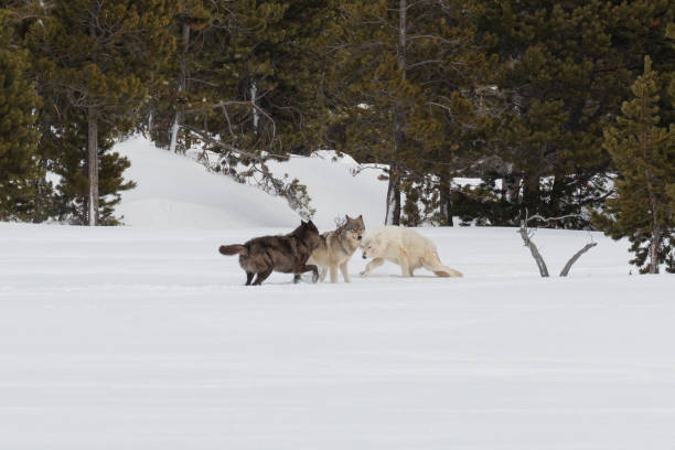 Canyon Pack wolves greeting each other stock photo