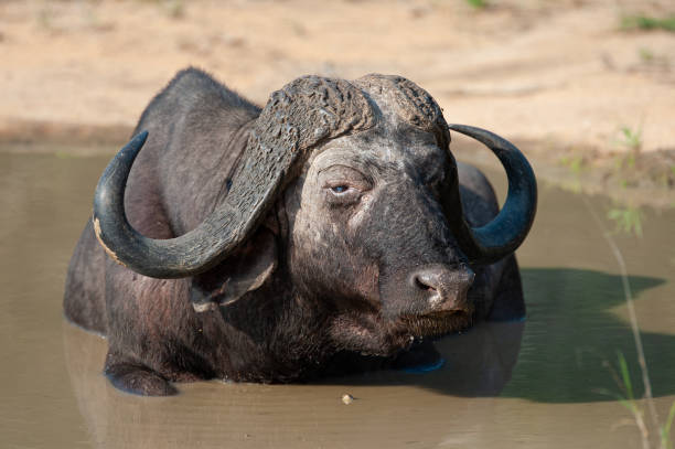 Cape Buffalo Bull in water stock photo