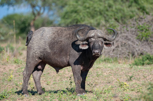 Cape Buffalo Bull stock photo