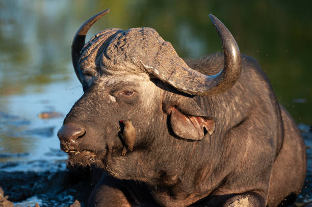 Cape Buffalo in the Wild stock photo