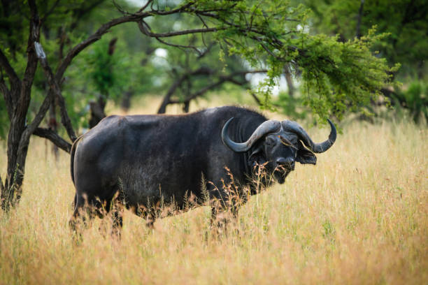 Cape Buffalo stock photo