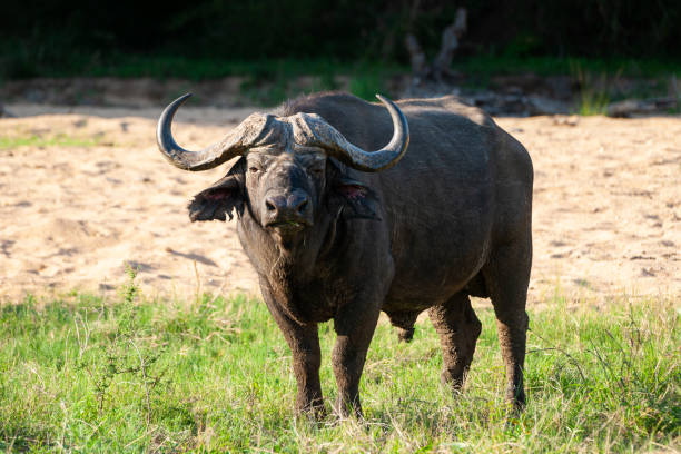 Cape Buffalo stock photo