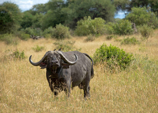 Cape Buffalo with curved horns in golden meadow of Tanzania, Africa stock photo