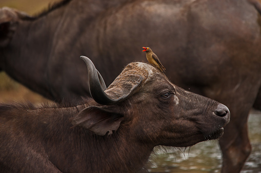 Cape Buffalo(Syncerus caffer) cow with Red-billed Oxpeckers (Buphagus erythrorhynchus) at the water.