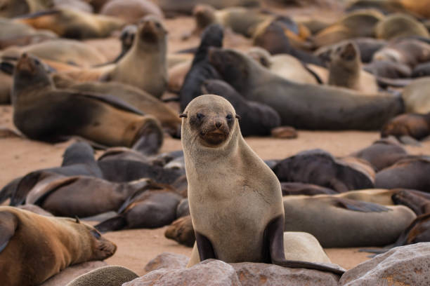 Cape Cross Seal Colony outside Swakopmund, Namibia stock photo